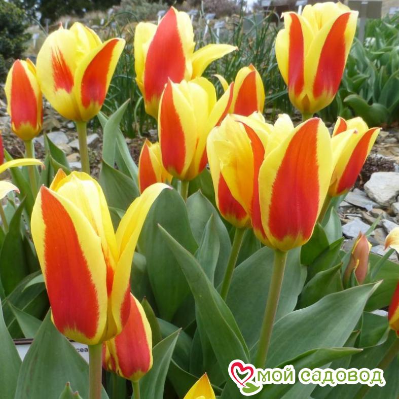 Тюльпаны Кауфмана Корона