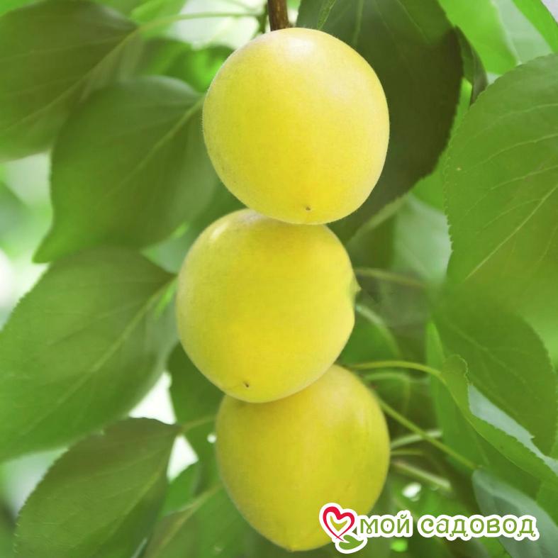 Абрикос Лимонка