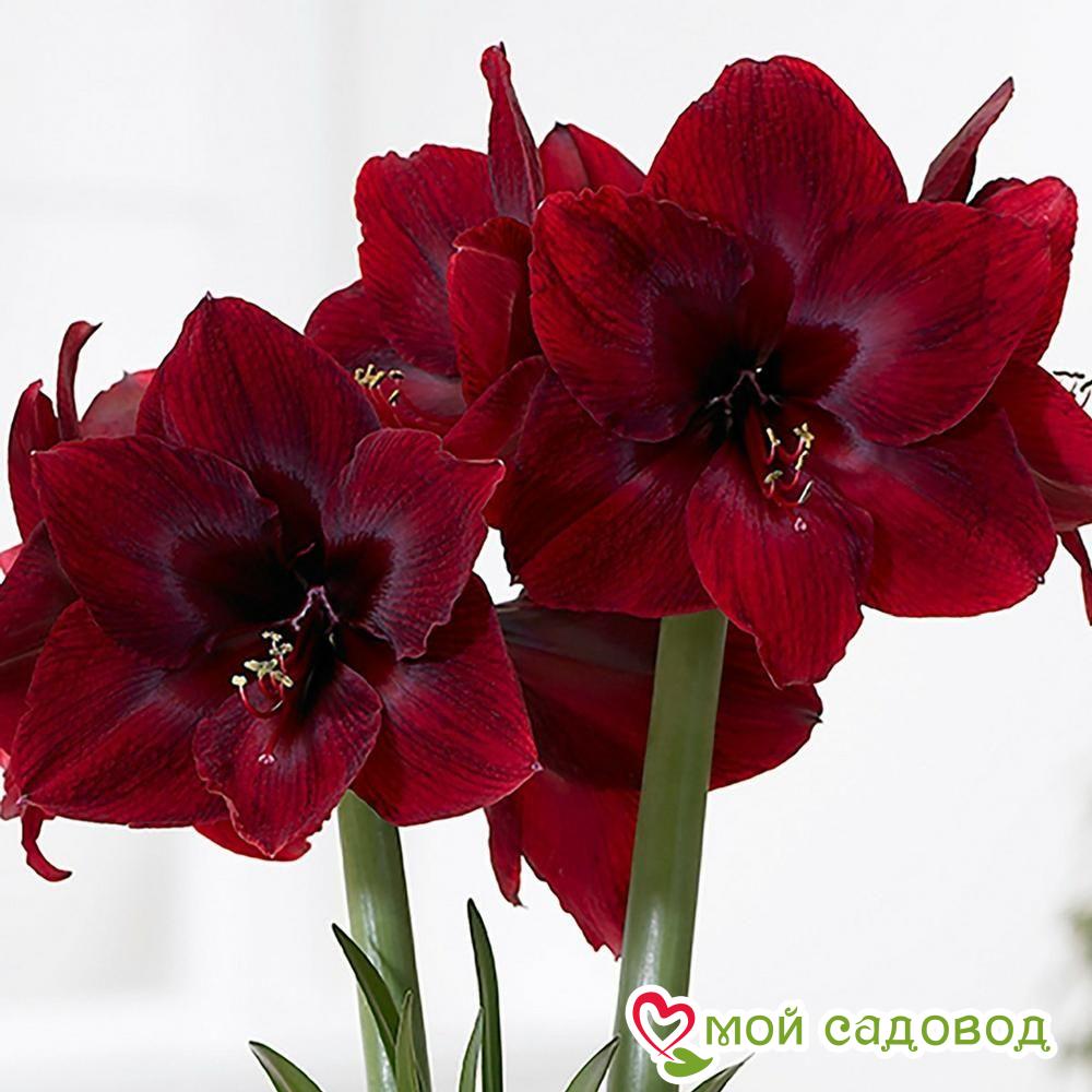 АМАРИЛЛИС БЛЭК ПЕРЛ