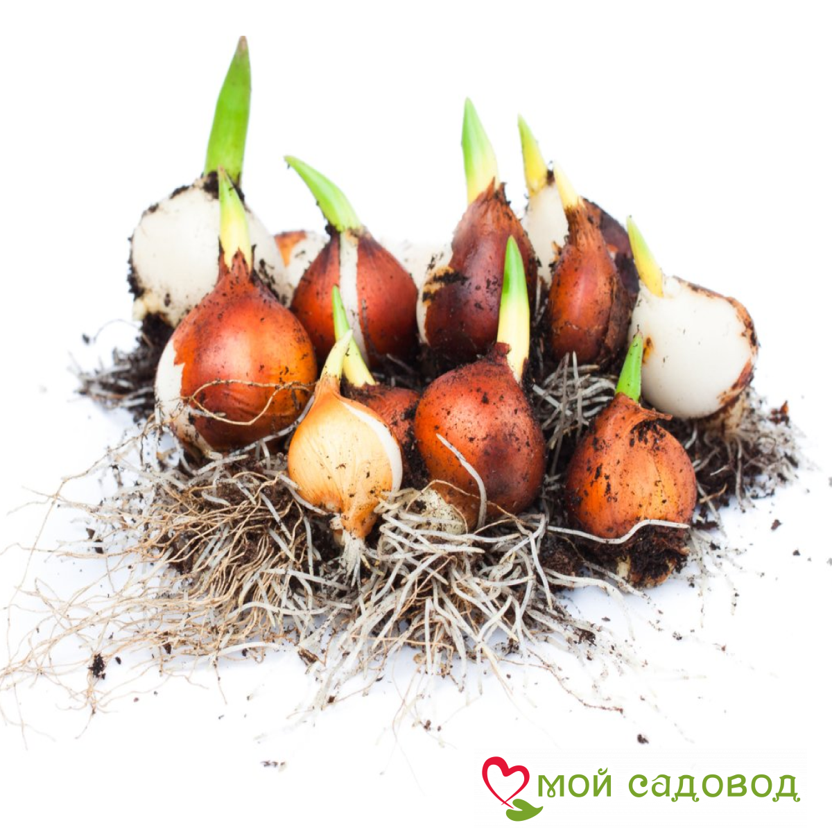 Тюльпан Априкот Скай