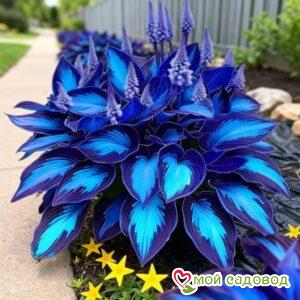 Хоста Вудленд Тач